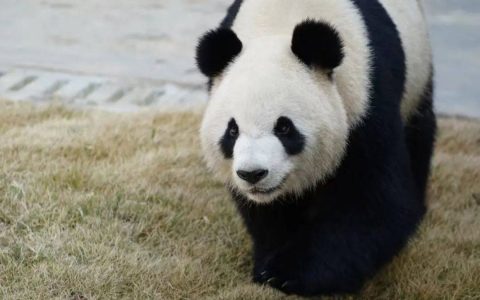 大熊猫“星秋”“怡兰”启程前往澳大利亚阿德莱德动物园