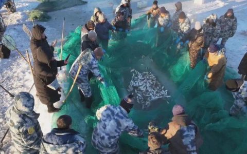 达里湖冬捕开网