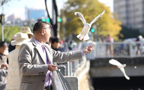 成千上万海鸥盘旋，昆明迎来最佳观鸥季
