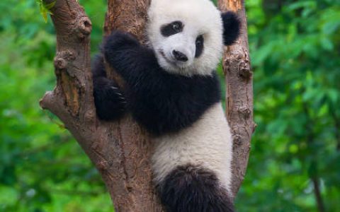 看熊猫注意！熊猫谷除夕当天将闭园