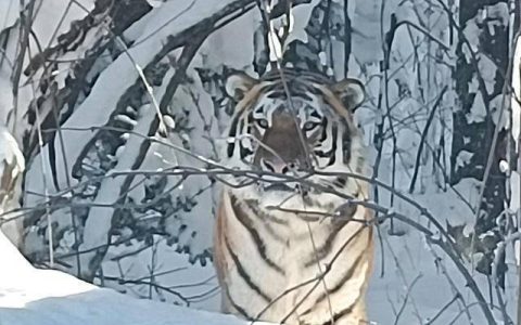 野生东北虎时隔30年再现长白山国家级自然保护区