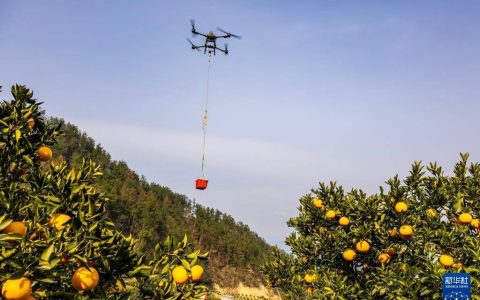 湖北秭归冬季脐橙迎来采销旺季