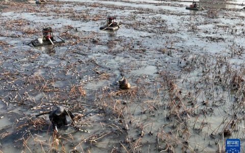扬州：冬采莲藕 供应春节“菜篮子”