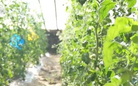 物丰价稳！“多彩”设施农业丰富百姓节日“菜篮子”“果盘子”