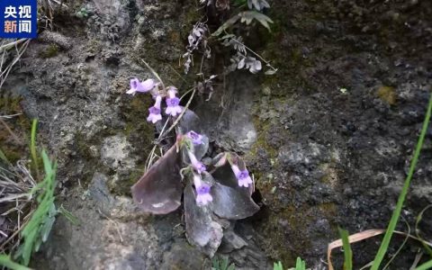 湖南发现新植物，生长在峭壁的罕见花朵