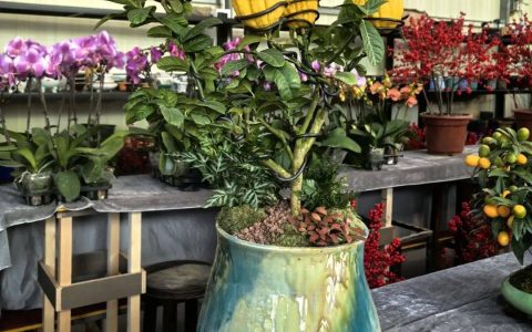 今年广州年花：除盆橘，其余品种价格普遍比往年优惠，上市量约4500万盆/株