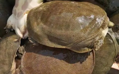 湖北宏忠鳝农业科技有限公司：甲鱼养殖的全方位要求！