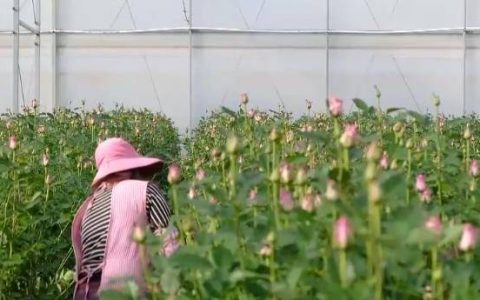 节后鲜花消费热度不减 “美丽经济”延续火热行情