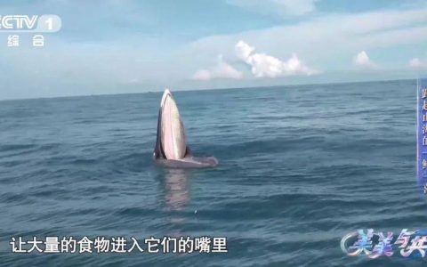 因为干饭，涠洲岛布氏鲸又出圈了！