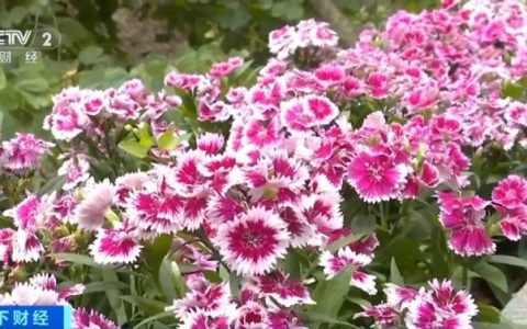 价格“大跳水”！热门航线机票价格低至200元