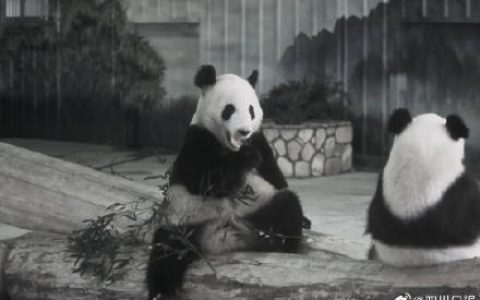 功勋大熊猫“永明”离世