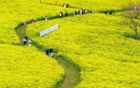 收藏！神州大地处处烂漫春景