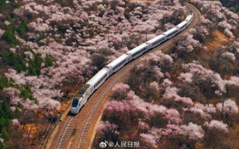 浪漫满分！春日限定花海列车上线了