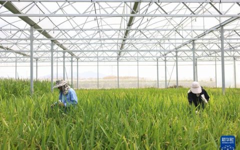 海南三亚：“太空种子”迎来收获季