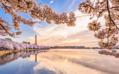 华盛顿特区春日赏樱全指南