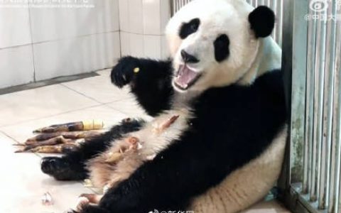 就在今天，福宝要和大家见面啦！