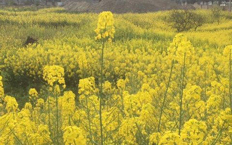 重庆最高气温21℃！注意，雨在路上了……