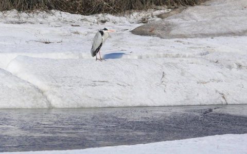 比去年提前10天！哈尔滨迎来首批北归候鸟