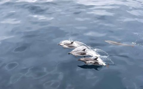浪漫春日邂逅：近百头野生海豚现身海南海域
