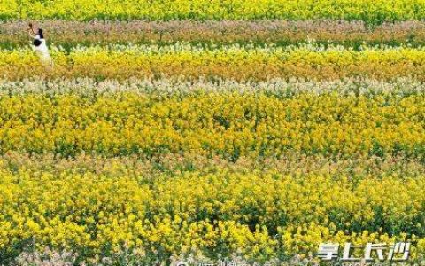 快来打卡！长沙这片彩色油菜花太美了