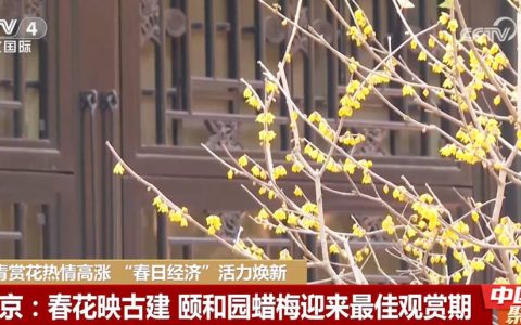 “繁花盛宴”燃爆“春日经济” 赏花游带动旅游热度持续走高