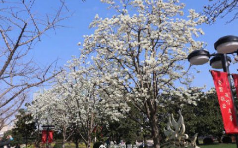 上海现有3万多棵白玉兰