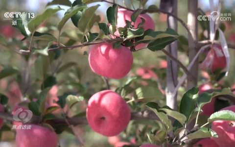 焦点访谈｜产业兴，百业兴！特色产业托起乡村振兴路