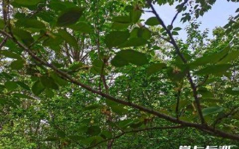 湖南省植物园绿色樱花开了