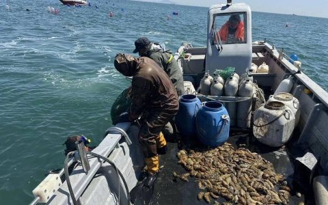 “冬眠”结束，大连“春参”开捕!