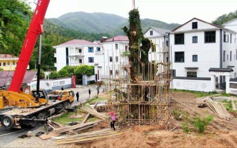 江西南昌：千年银杏树倒伏 全力抢救进行时