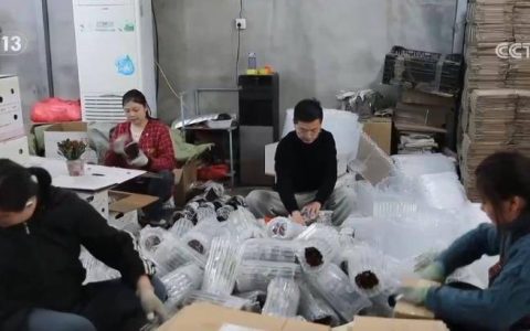 春日鲜花“春运”忙：科技助力鲜花运输 “流动花园”物流效率提升