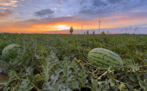 菏泽东明：“三链协同”打造西瓜产业“甜蜜事业”