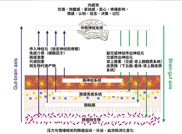 压力一大就胃疼 身体这个“秘密通道” 90%的人不知道！插图2