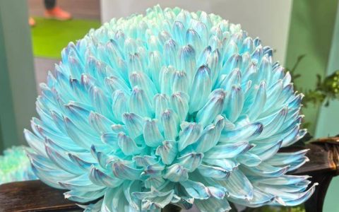 年产值超5000亿元！“鲜花经济”一路生花