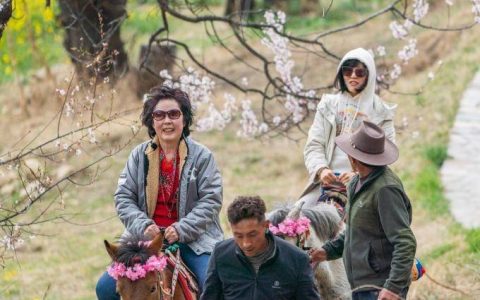 西藏林芝：“桃花经济”助力生态富民