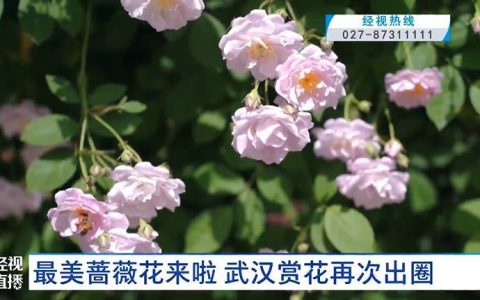 武汉百米蔷薇花墙全部盛开，拍照绝了！