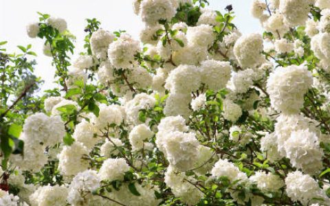 尝一口大自然的棉花糖 我国首个荚蒾属植物专类园迎观赏佳期