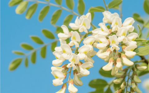 洋槐花营养丰富又鲜美：现在不吃错过再等一年！