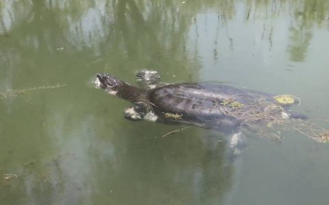 比大熊猫更濒危！十万悬赏寻找斑鳖