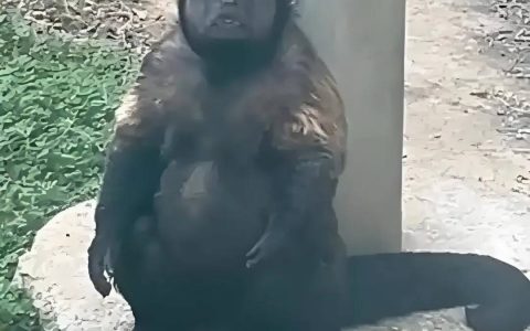 网红“大壮”突然去世！官方公布死因