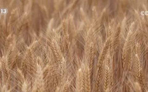 刚收下来的小麦可以立刻加工吗？科普“三夏”新知