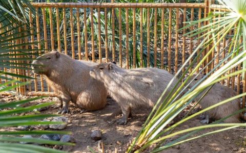 悬赏公告：卡皮巴拉“集体越狱”！“豆包”至今“在逃”……