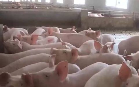 5月份以来全国生猪市场供应充裕 价格波动幅度收窄