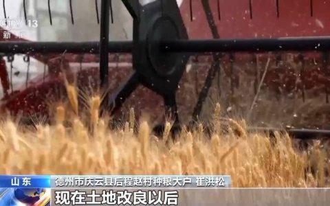 盐分降一半多 产量涨25%！看盐碱地如何变身“丰收田”