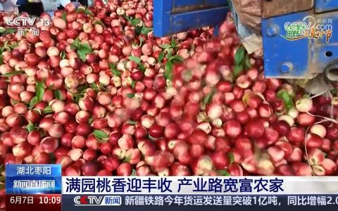 桃香满园、蓝莓压枝 麦熟时节水果也丰收 产业路宽富农家