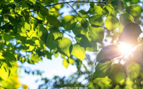 最高40℃以上，成都发布高温红色预警信号