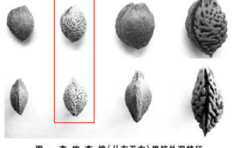 这种果子酸得发牙 却是夏天开胃解渴的宝藏食物！你吃对了吗