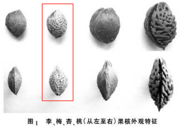 这种果子酸得发牙 却是夏天开胃解渴的宝藏食物！你吃对了吗插图