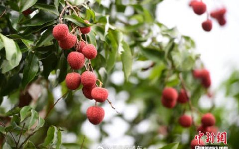 每人每天吃荔枝别超过15颗