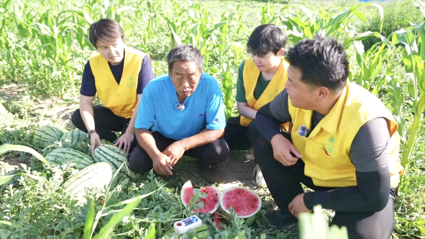 绿洲农业涌起“甜蜜绿浪”，国投罗钾铸就新疆下野地西瓜甜度标杆插图